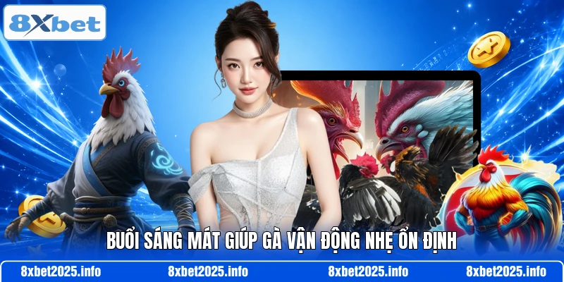 Buổi sáng mát giúp gà vận động nhẹ ổn định
